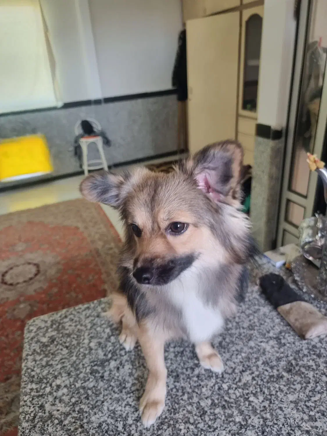 حیوان خانگی|سگ|گرگان, |دیوار