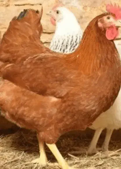 مرغ تخم گذار|حیوانات مزرعه|اصفهان, منتظرالمهدی|دیوار