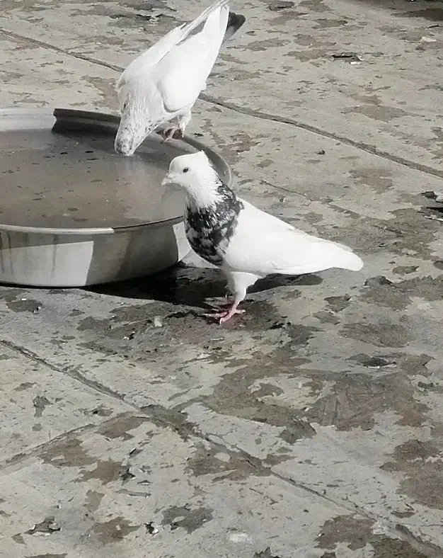 طوقی خال قدیم الماسی|پرنده|سنندج, |دیوار