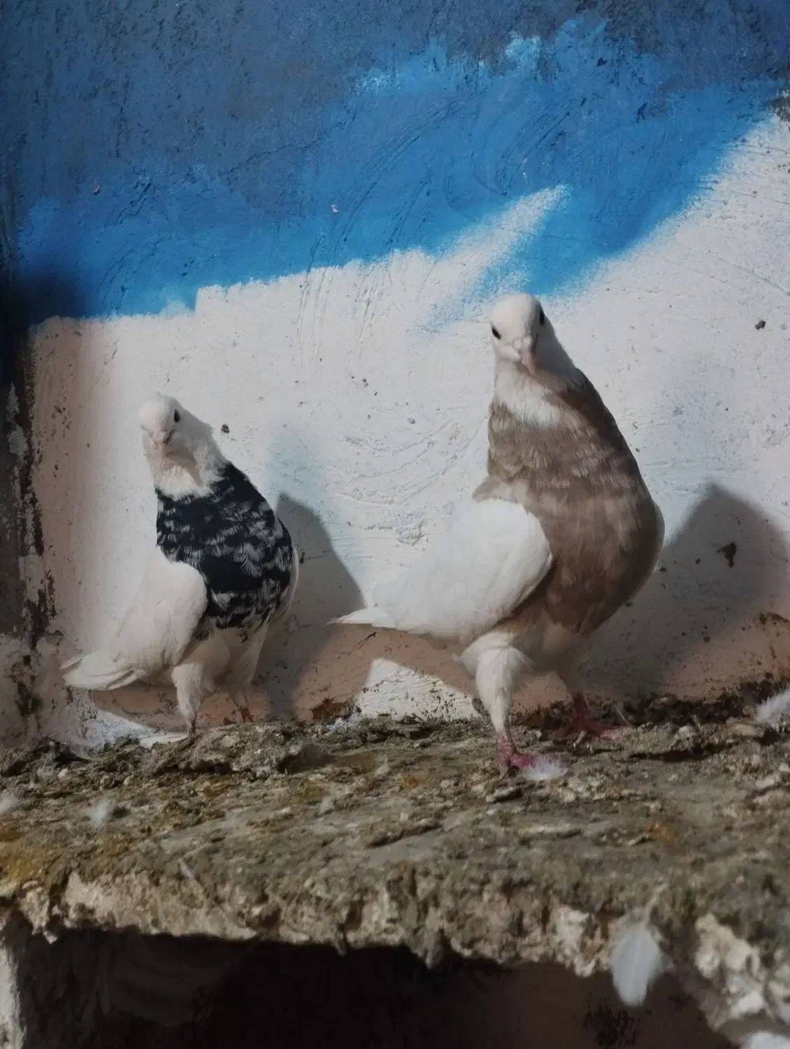 کبوتر رنگی گردن|پرنده|دینور, |دیوار