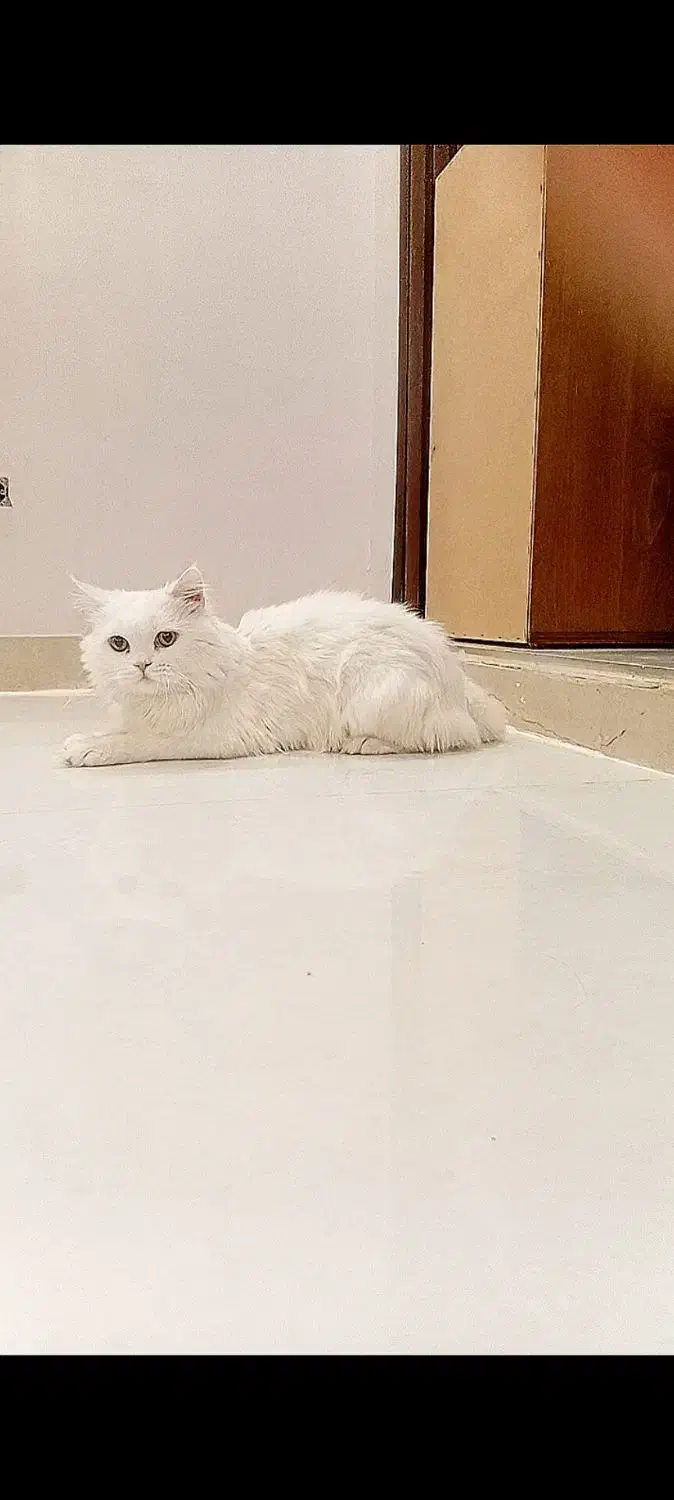 گربه نر زیبا|گربه|قم, پردیسان|دیوار