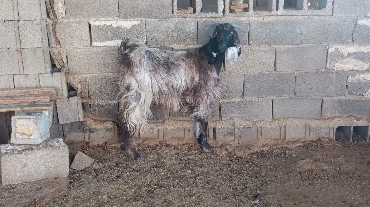 گیسه ترکی سالار شکم اول|حیوانات مزرعه|جهرم, |دیوار