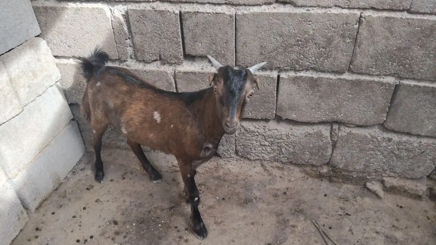 ب دلیل نیاز مالی|حیوانات مزرعه|میناب, |دیوار