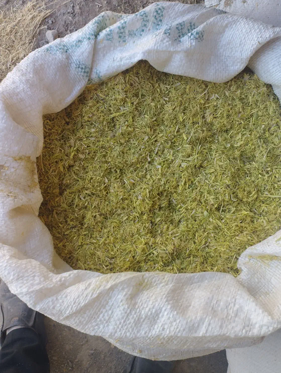 کاه عدس|خدمات باغبانی و درختکاری|رشت, حومه رشت|دیوار