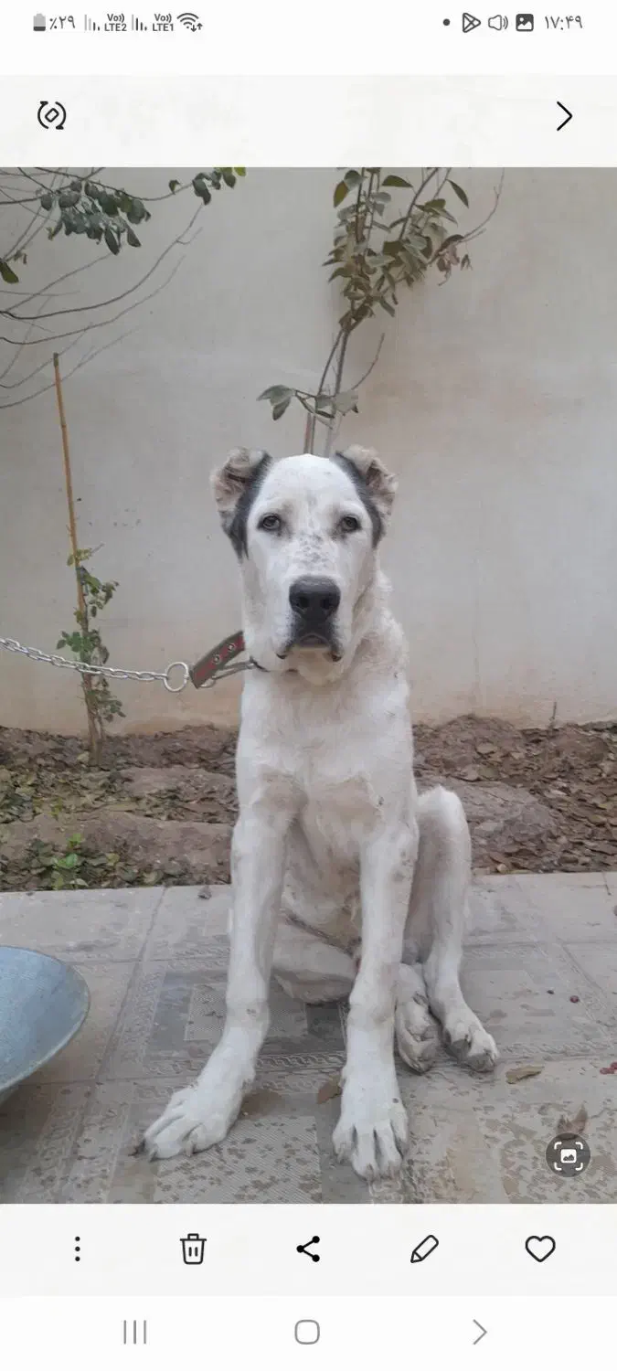 سگ نگهبان الا بای توله ۶ ماهه نر|سگ|باقرشهر, |دیوار