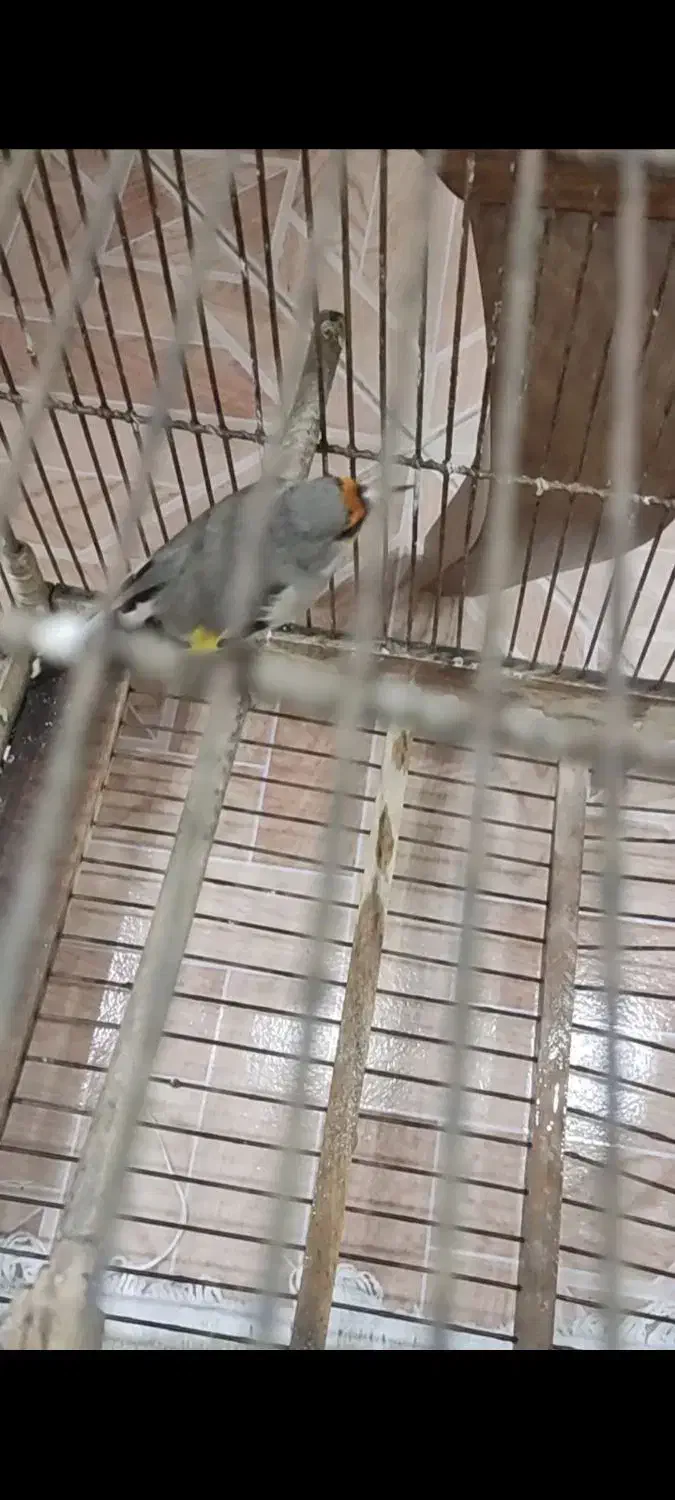 سهره متولد قفس|پرنده|تهران, مینای شمالی (مخبر)|دیوار