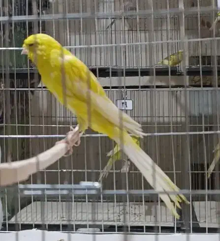 آموزش و فروش قناری|پرنده|ری, اقدسیه|دیوار