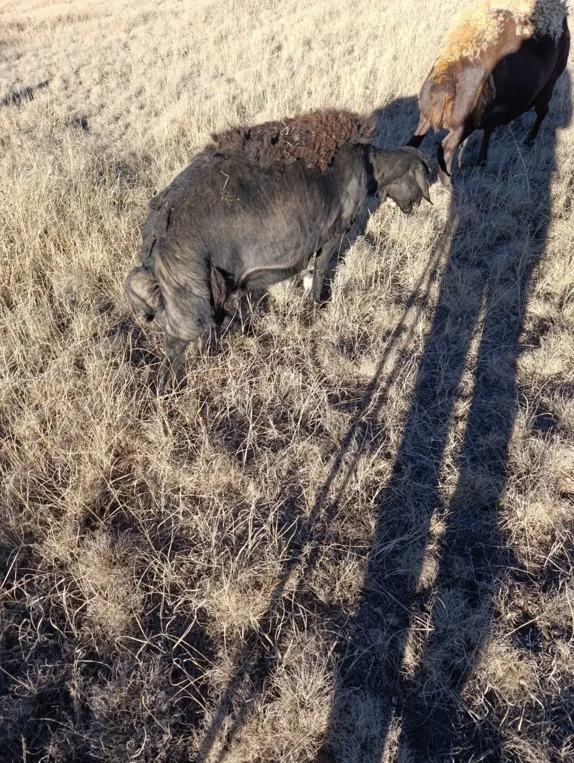 فروشسهراسگوسفندهشیشکیکراسبز|حیوانات مزرعه|کوراییم, |دیوار