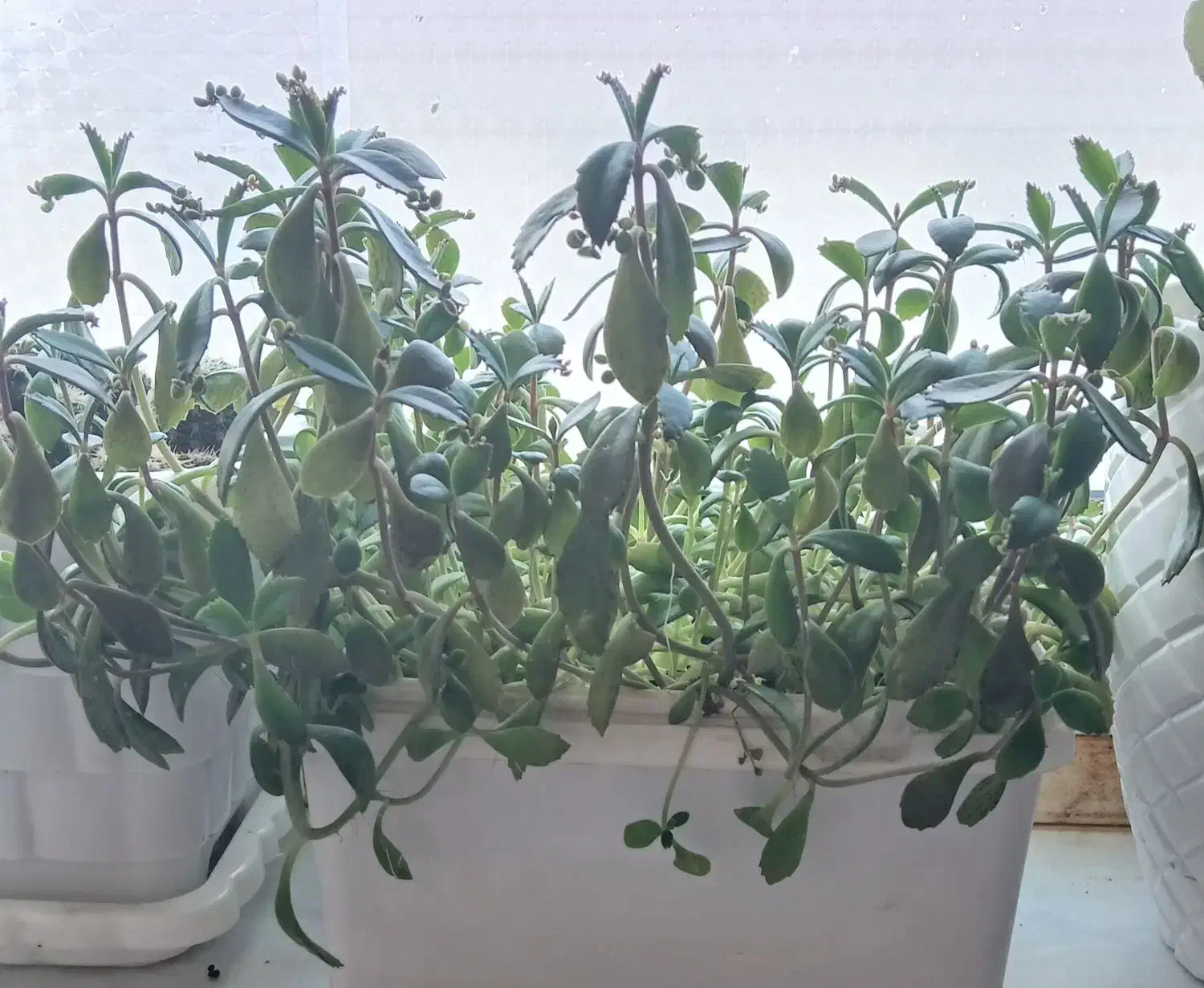 گل طبیعی|گل و گیاه طبیعی|سنقر, |دیوار