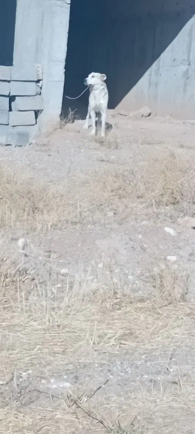 سگ آلابای|سگ|زنجان, |دیوار