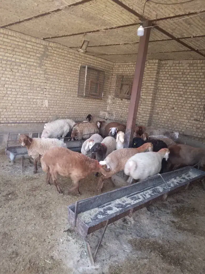 بره|حیوانات مزرعه|قرچک, داوود آباد|دیوار