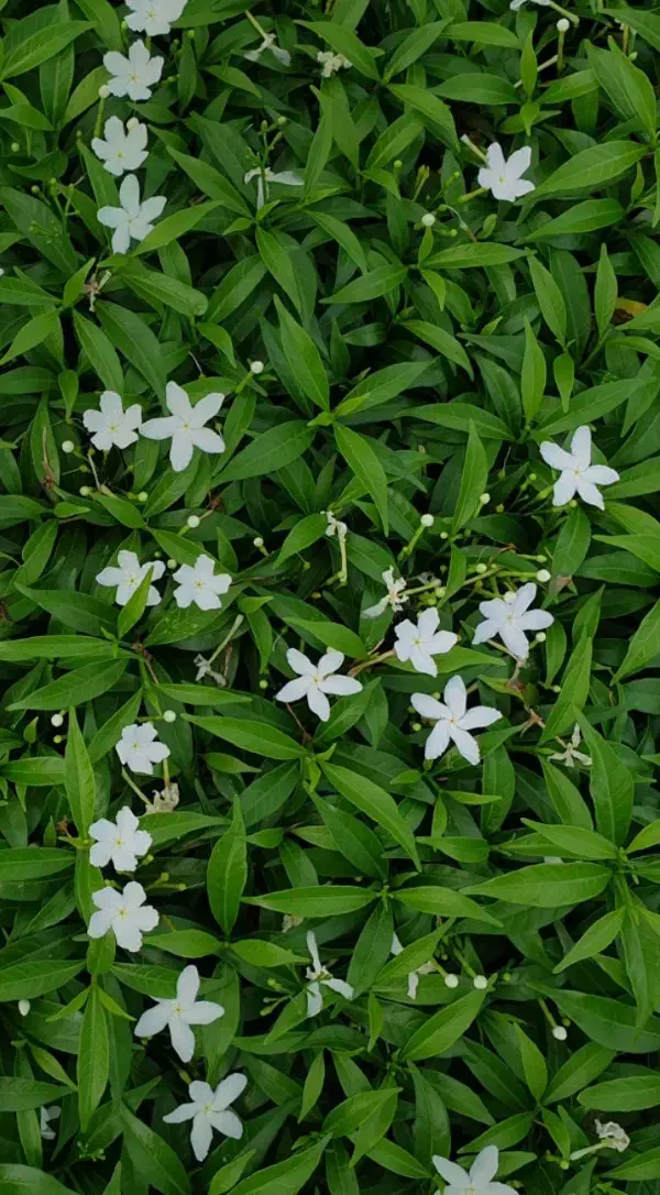 گل تزئینی|گل مصنوعی|مشهد, نظام دوست|دیوار