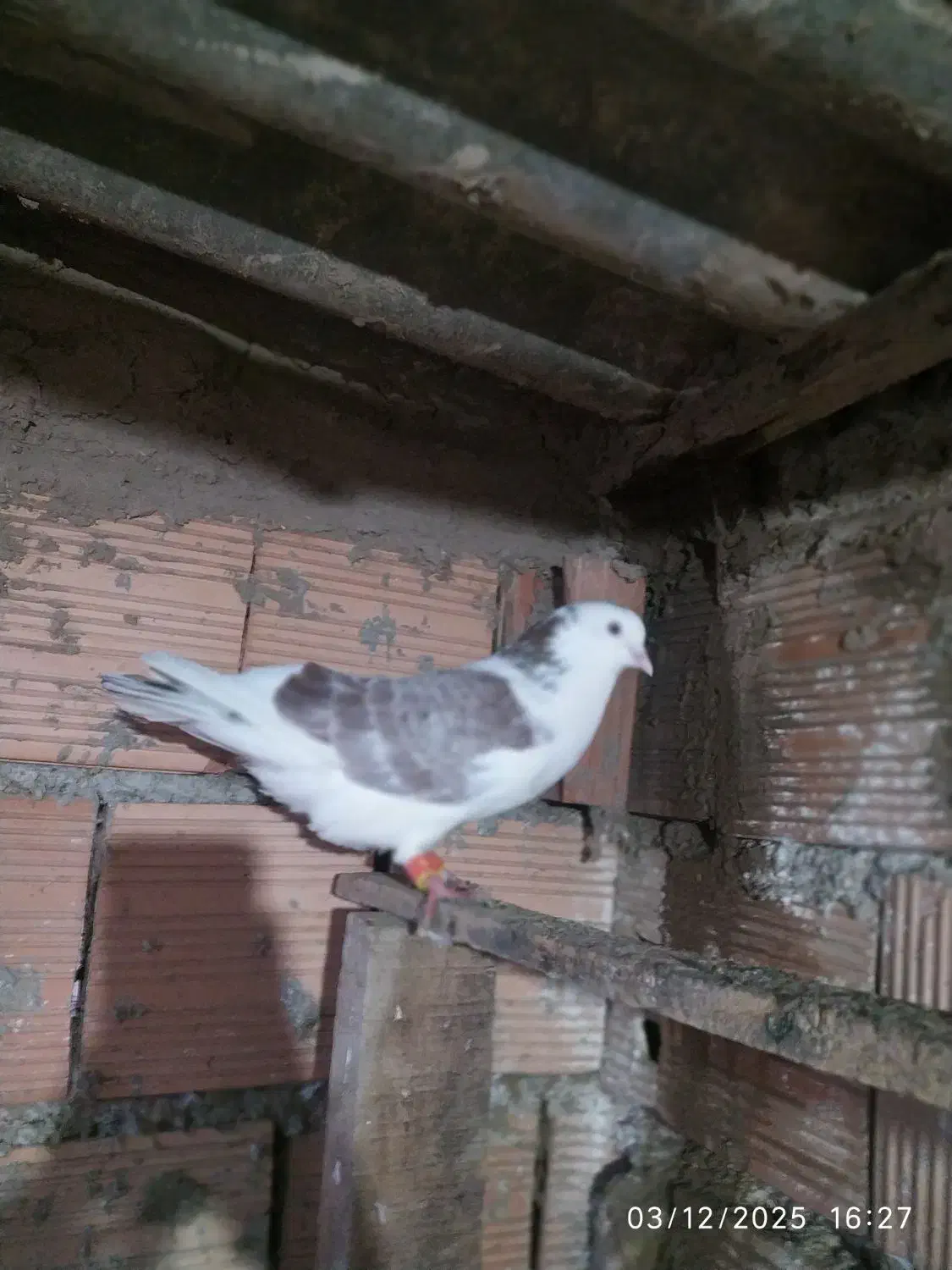 کبوتر پرشی|پرنده|آق قلا, |دیوار