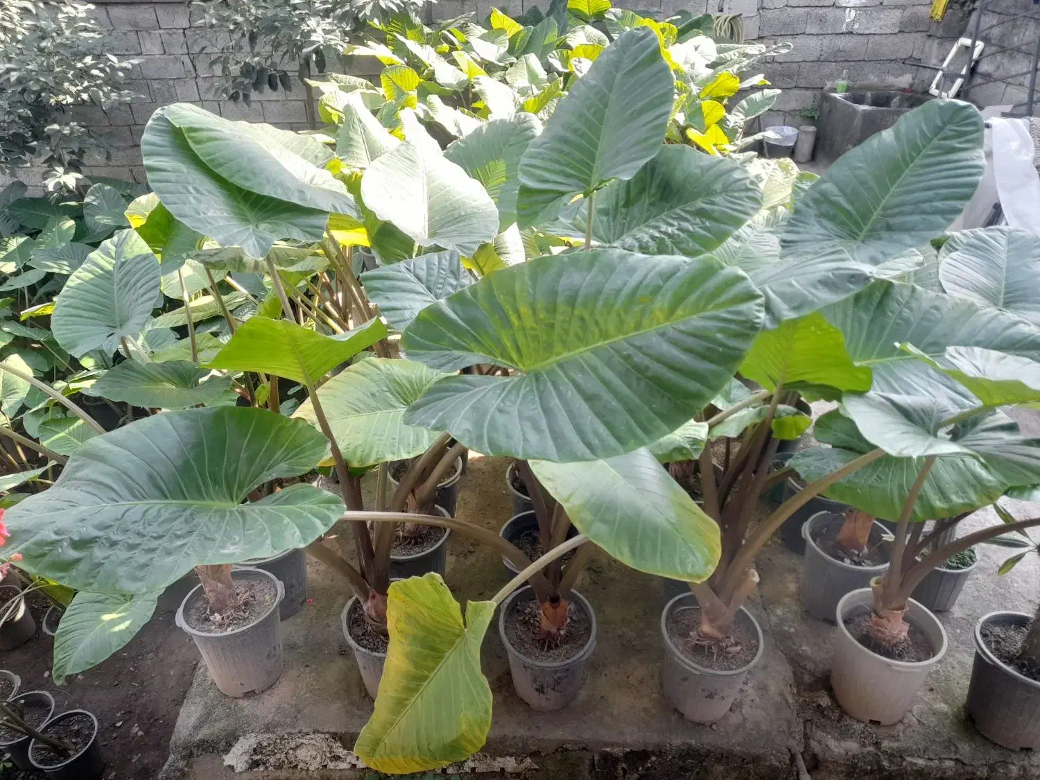 گل بابا آدم گلدان ده|عمده‌فروشی|شیرگاه, |دیوار