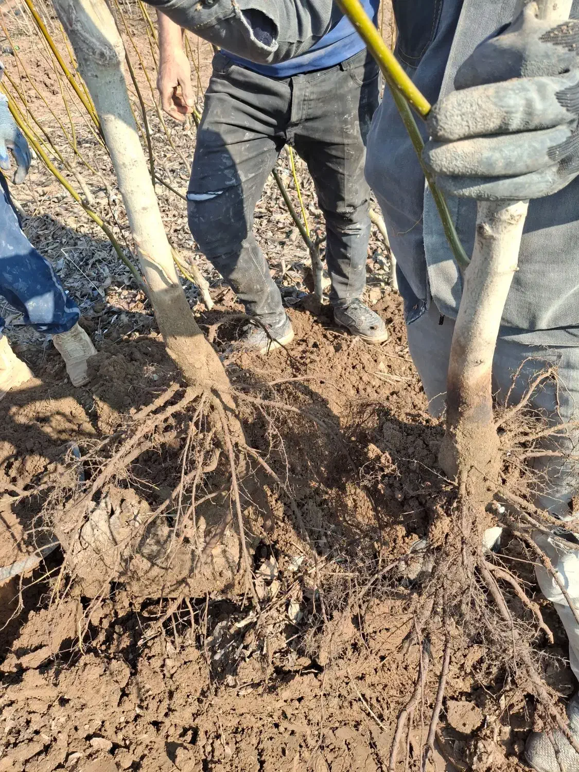 باغبان|خدمات باغبانی و درختکاری|محمدیه-قزوین, |دیوار