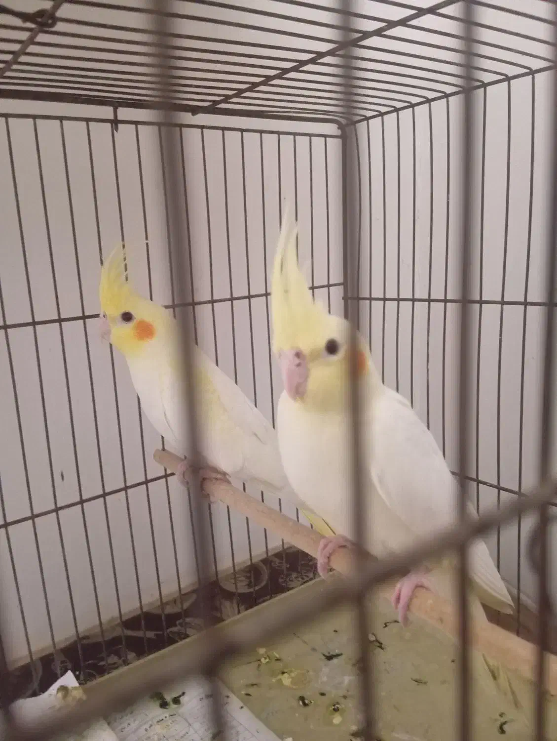 عروس هلندی|پرنده|زارچ, |دیوار