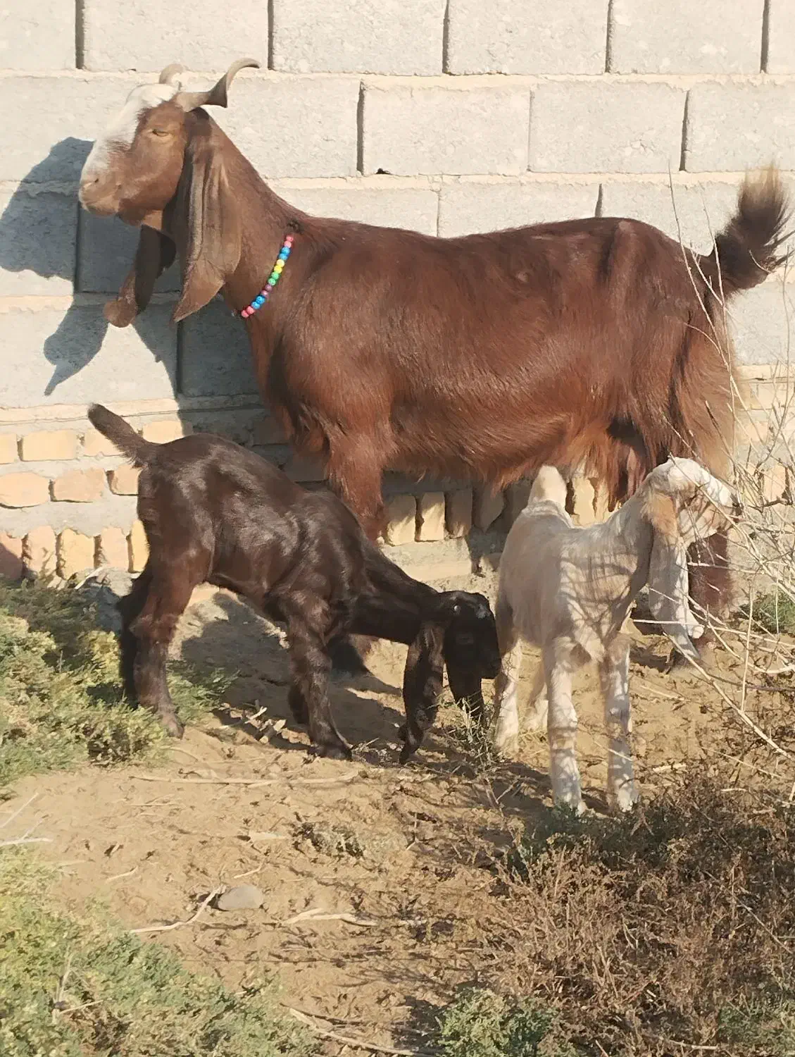 بز پاکستانی|حیوانات مزرعه|انبارآلوم, |دیوار