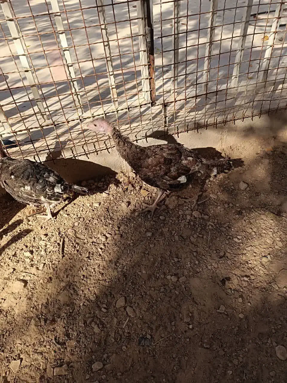 فروش بوقلمون|حیوانات مزرعه|خرقان, |دیوار