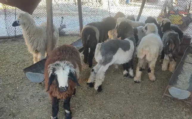 بره لری|حیوانات مزرعه|مسجد سلیمان, |دیوار