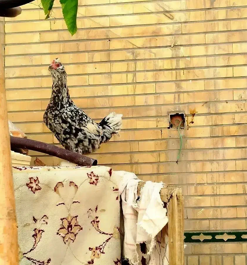 ۴ عدد مرغ گلین طوسی تازه تخم|حیوانات مزرعه|فولادشهر, زاینده رود|دیوار