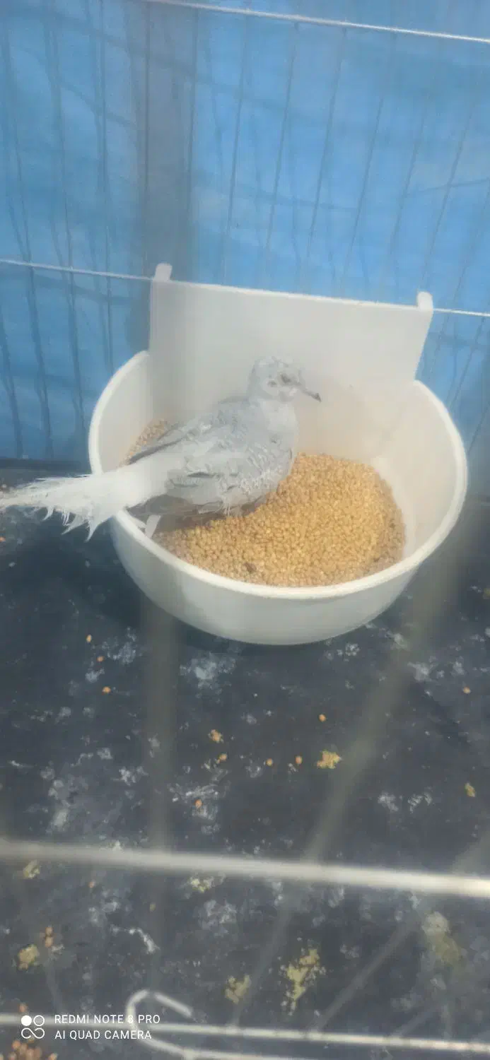 کبوتر قفسی|پرنده|بندر ماهشهر, |دیوار