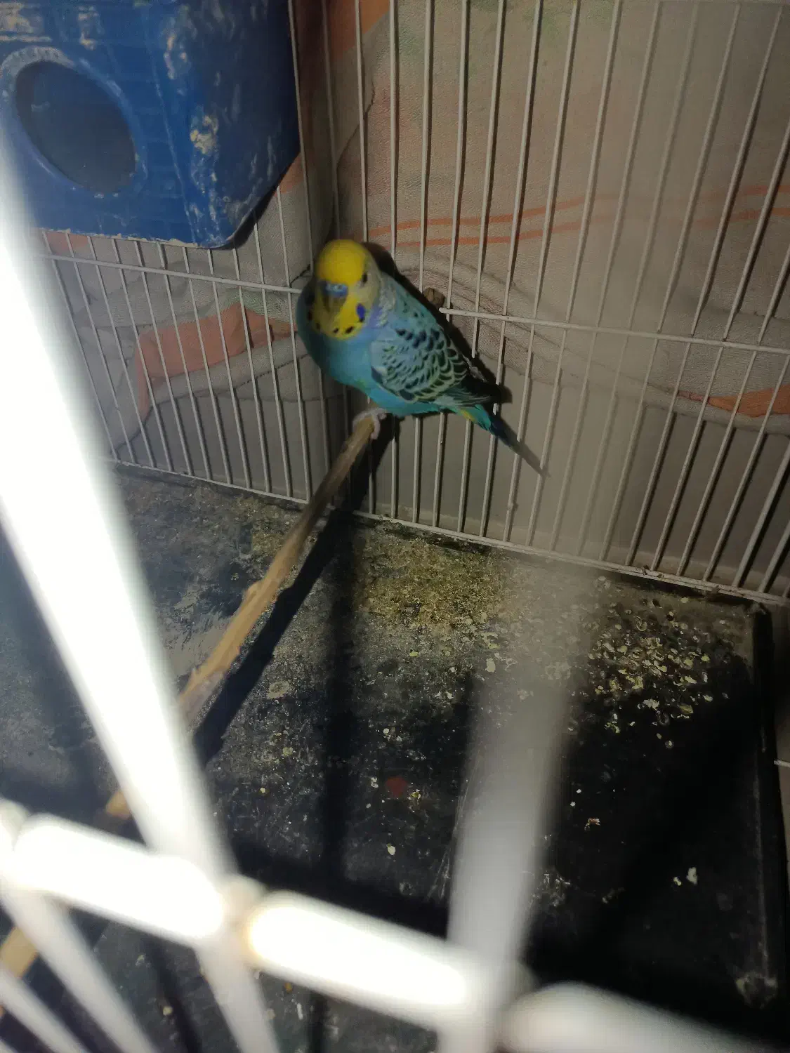 مرغ عشق|پرنده|لامرد, |دیوار