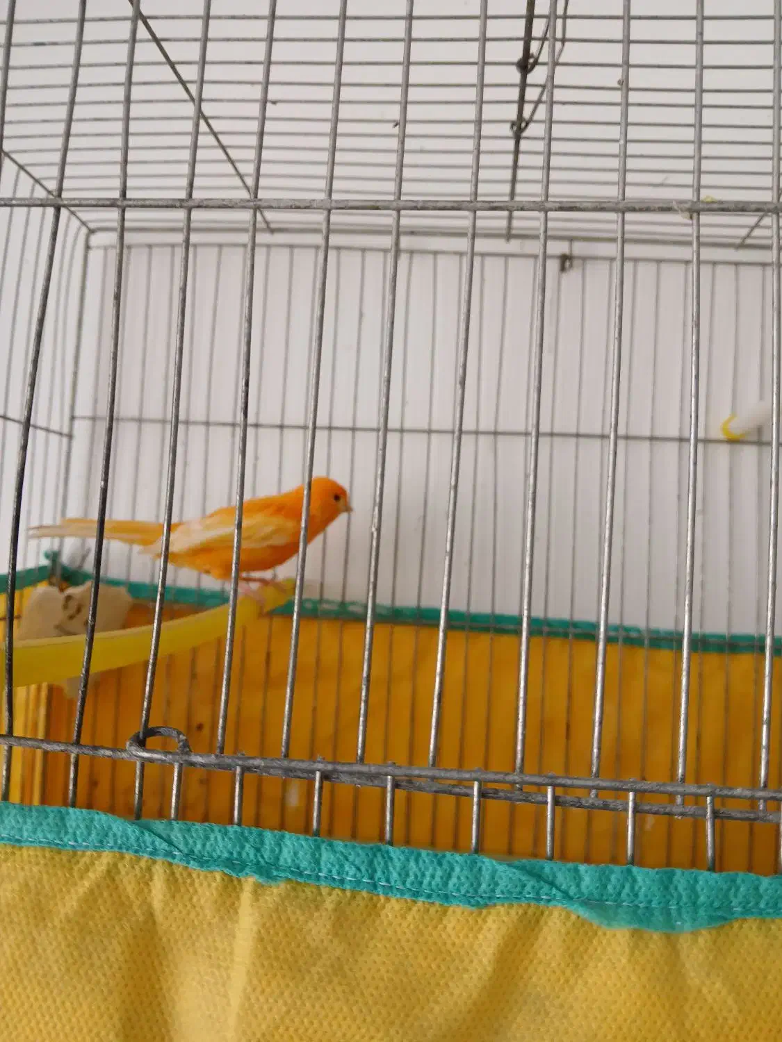 قناری نر پرتقالی|پرنده|مرودشت, بیست متری بیمارستان|دیوار