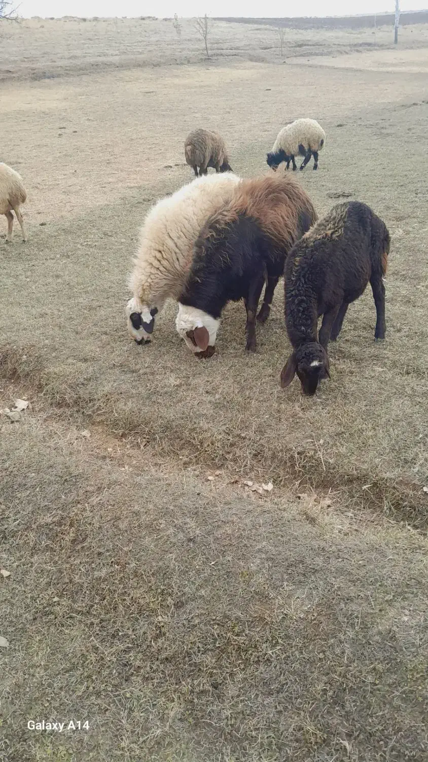 قوچ قزل افشار کله سفید منگوله دار|حیوانات مزرعه|سارال, |دیوار