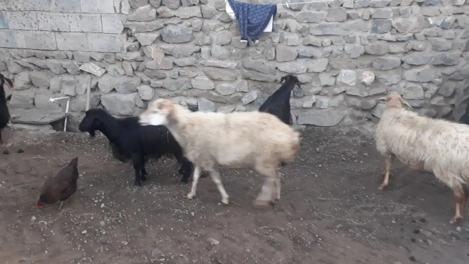 ۲راس کوسفند جوان یکی زاییده یکی آبستن با۳راس بز|حیوانات مزرعه|اهر, |دیوار