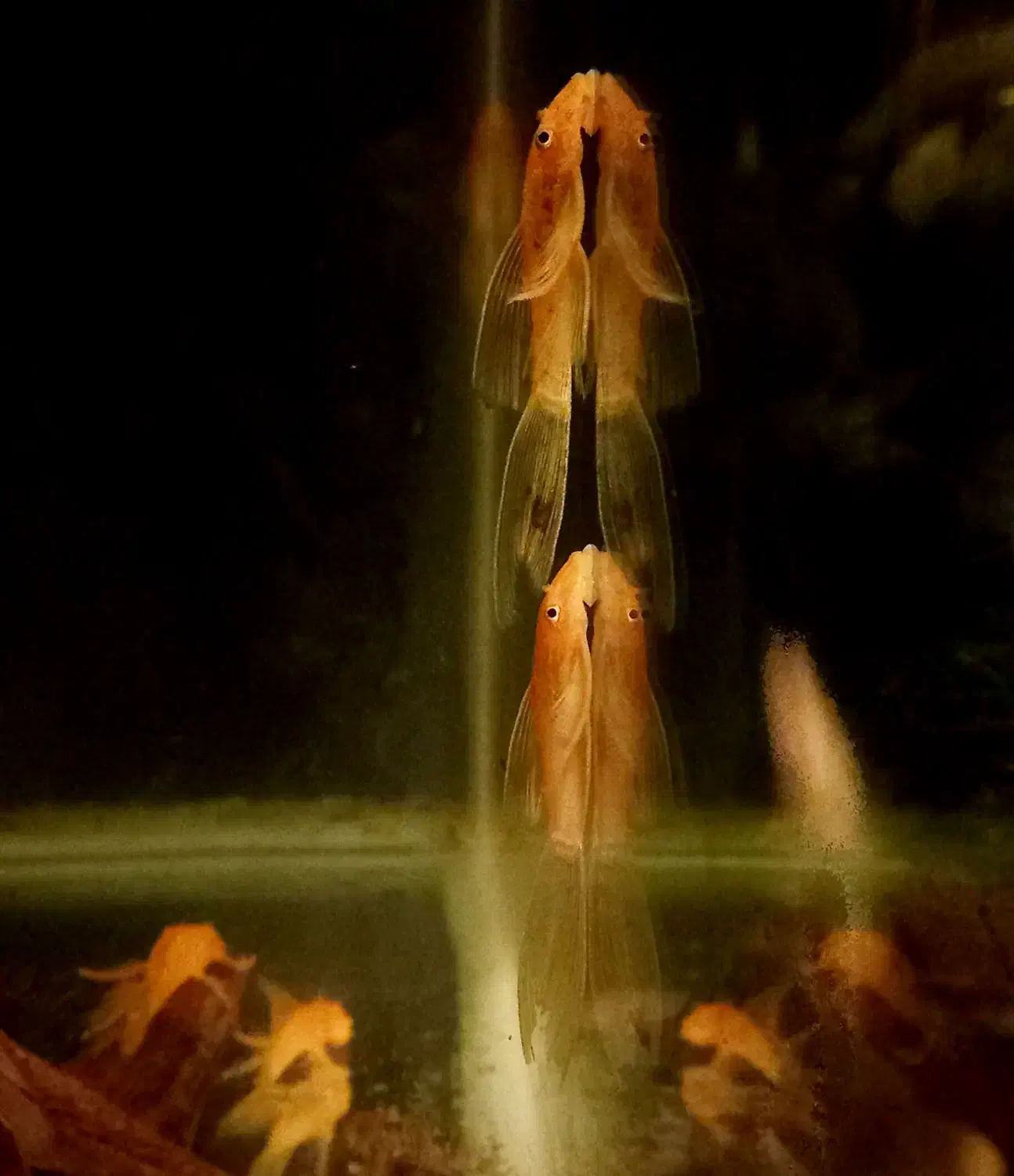 انواع کتفیش سوپر باله و باله کوتاه و شارک|ماهی|شیراز, گلشن|دیوار