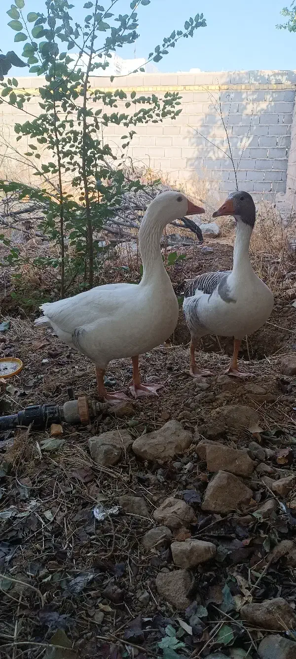 فروش حیوانات مزرعه|حیوانات مزرعه|پاسارگاد, |دیوار