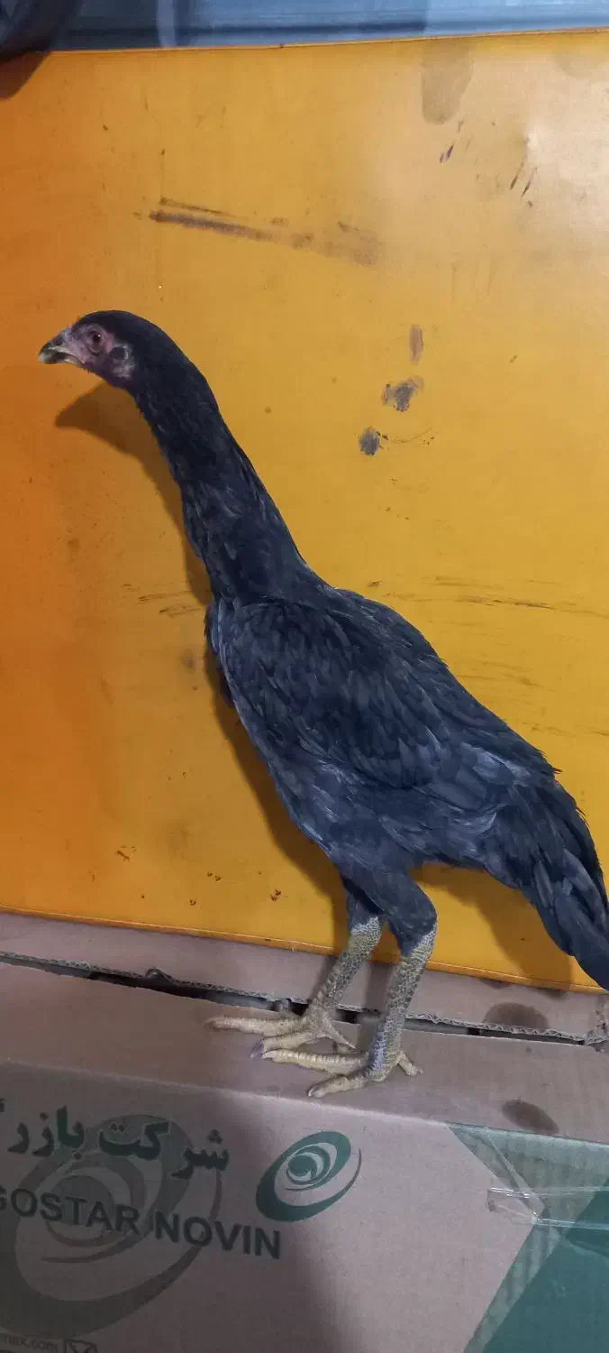 جوجه لاری|حیوانات مزرعه|مشکیندشت, |دیوار