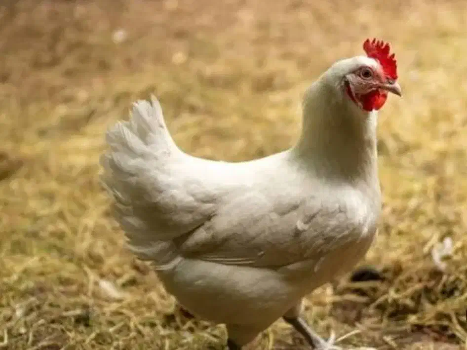 مرغ ارگانیک /مرغ سبز/مرغ|حیوانات مزرعه|لشت نشا, |دیوار