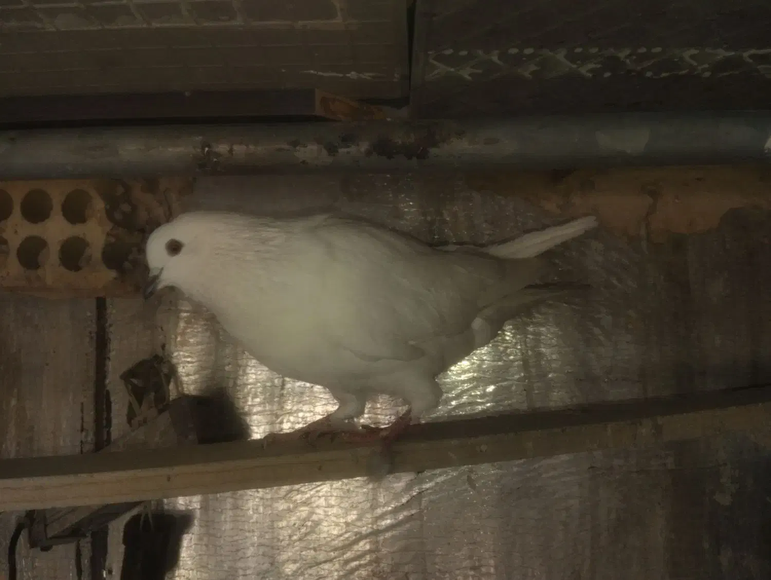 دو عدد کبوتر سفید|پرنده|سنندج, |دیوار