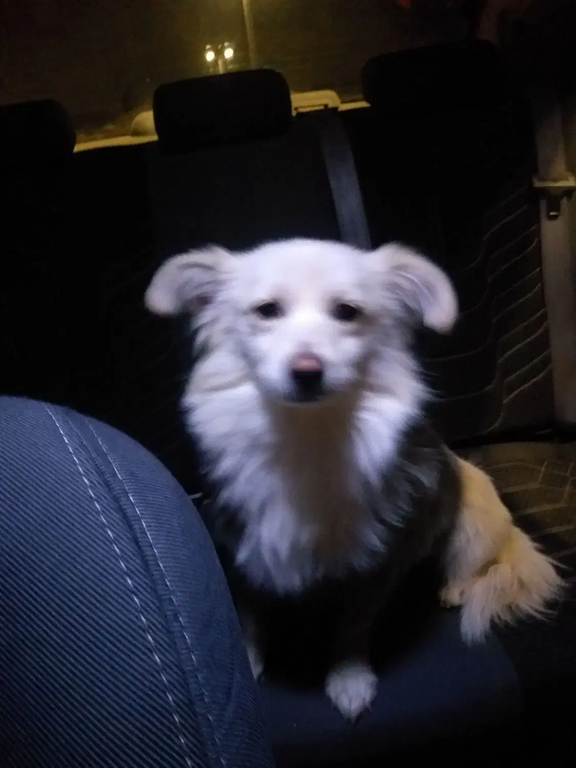 سگ گمشده|سگ|همدان, |دیوار