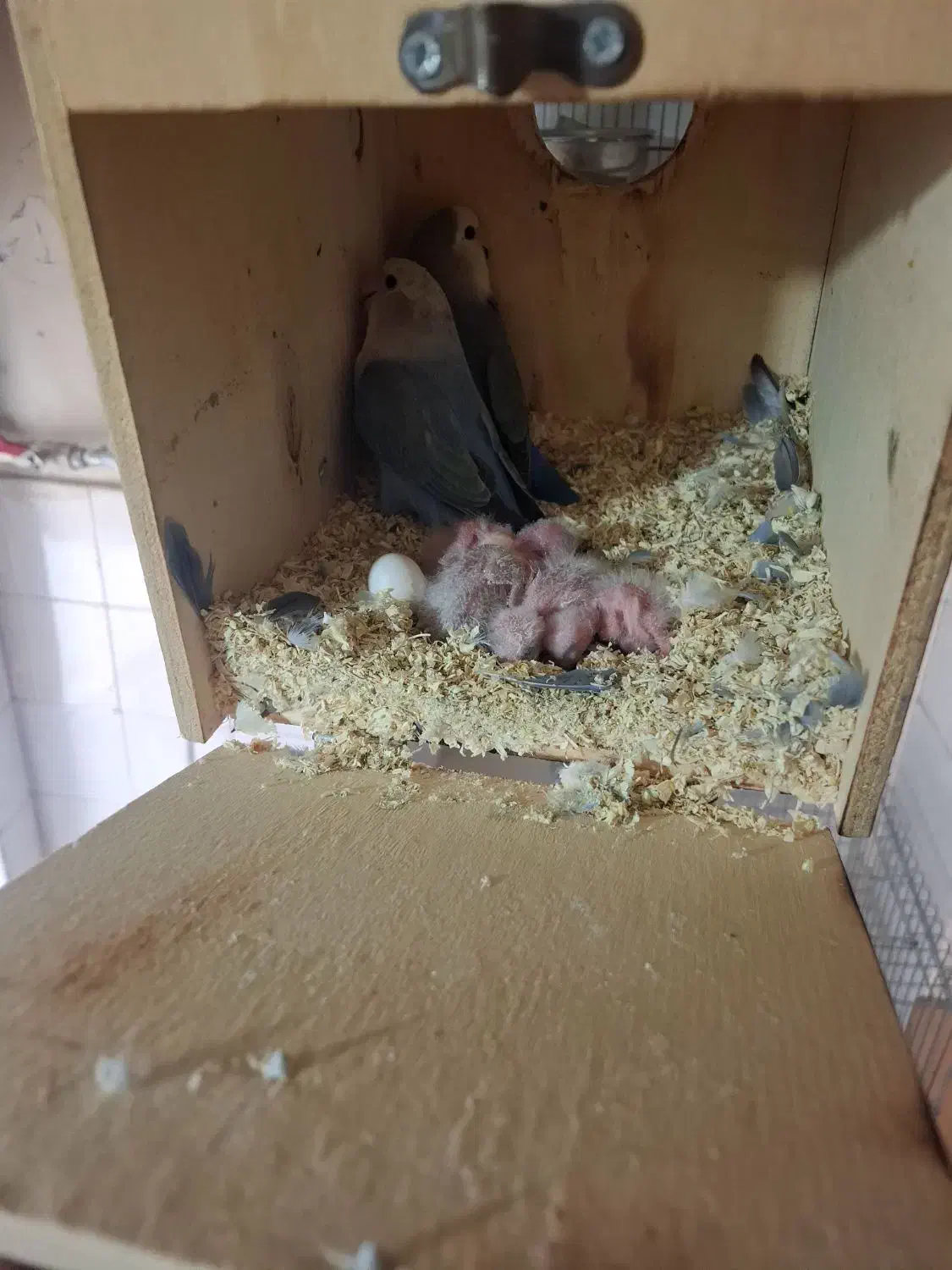 برزیلی|پرنده|تهران, امام زاده عبدالله|دیوار