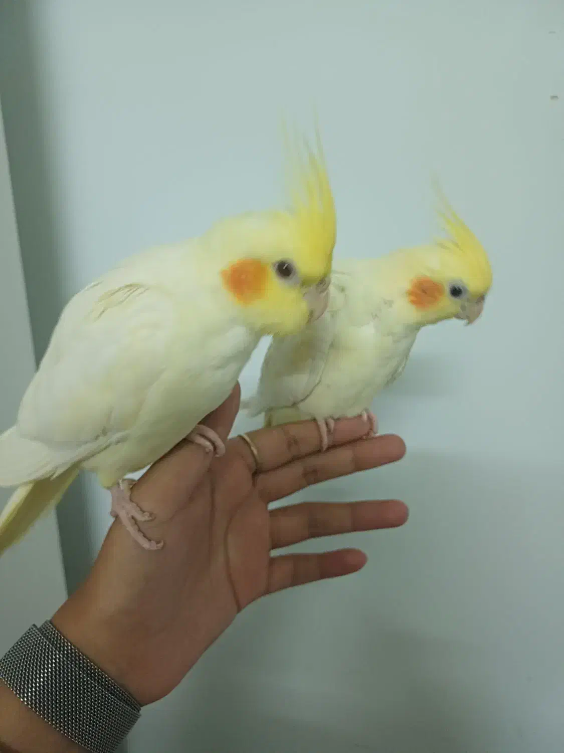 جوجه عروس هلندی|پرنده|طرقبه, |دیوار