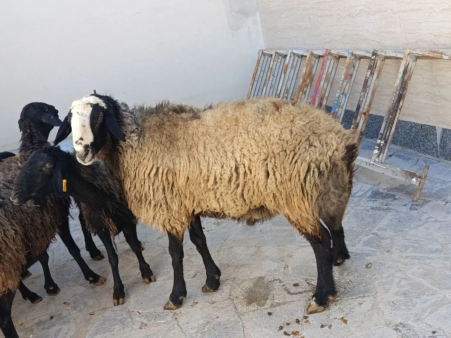 قوچ شالی|حیوانات مزرعه|قزوین, |دیوار