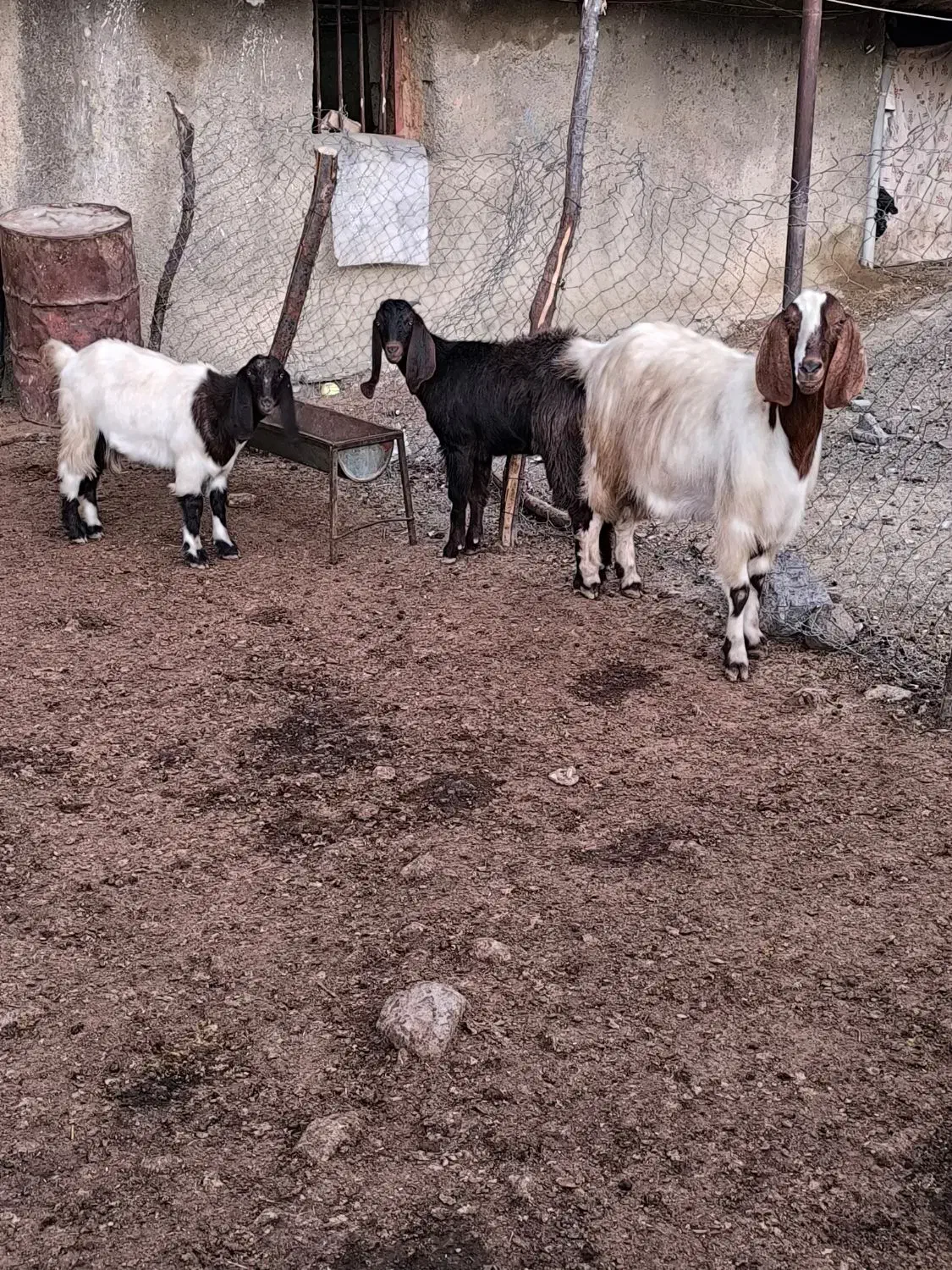 بز و بزغاله اصیل|حیوانات مزرعه|کرمانشاه, |دیوار