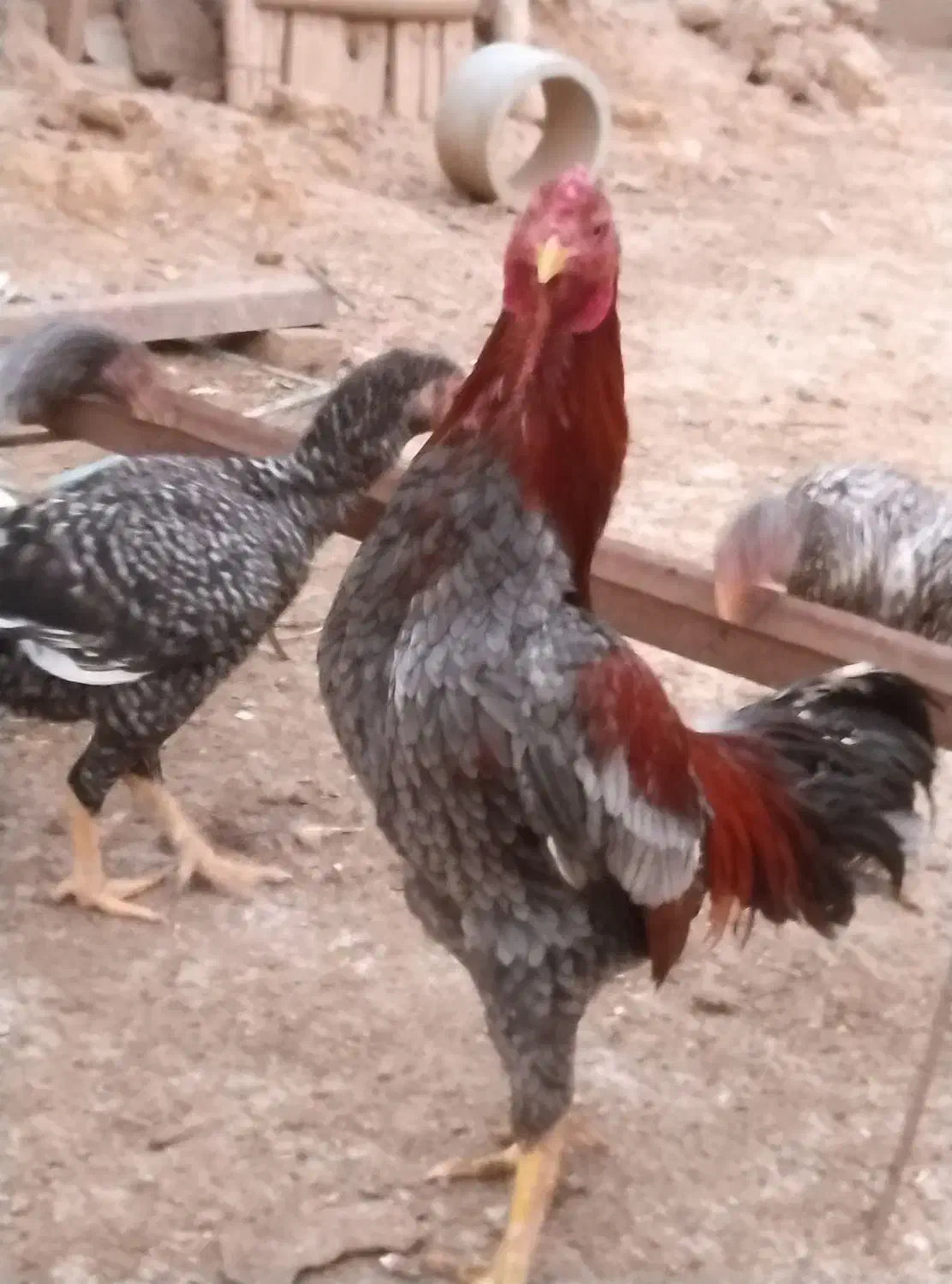 فروش یک عدد خروس لاری|حیوانات مزرعه|صوفیان, |دیوار