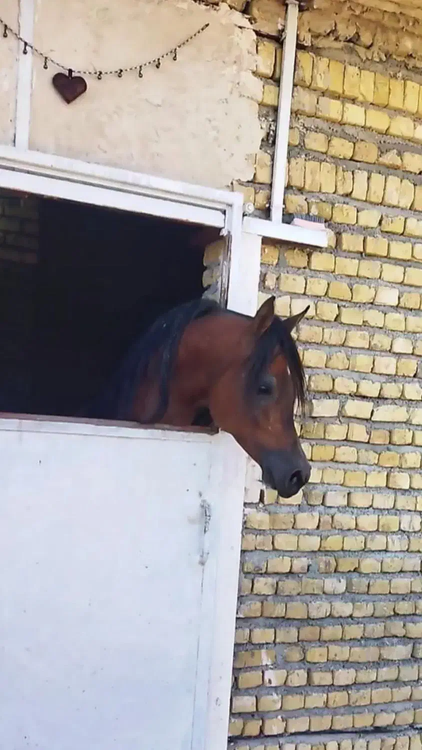 سیلمی پومااکسین|اسب و تجهیزات اسب‌سواری|شوش, |دیوار