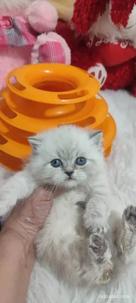 زیباترین گربه های خونگی با تربیت عالی|گربه|شیراز, درکی|دیوار