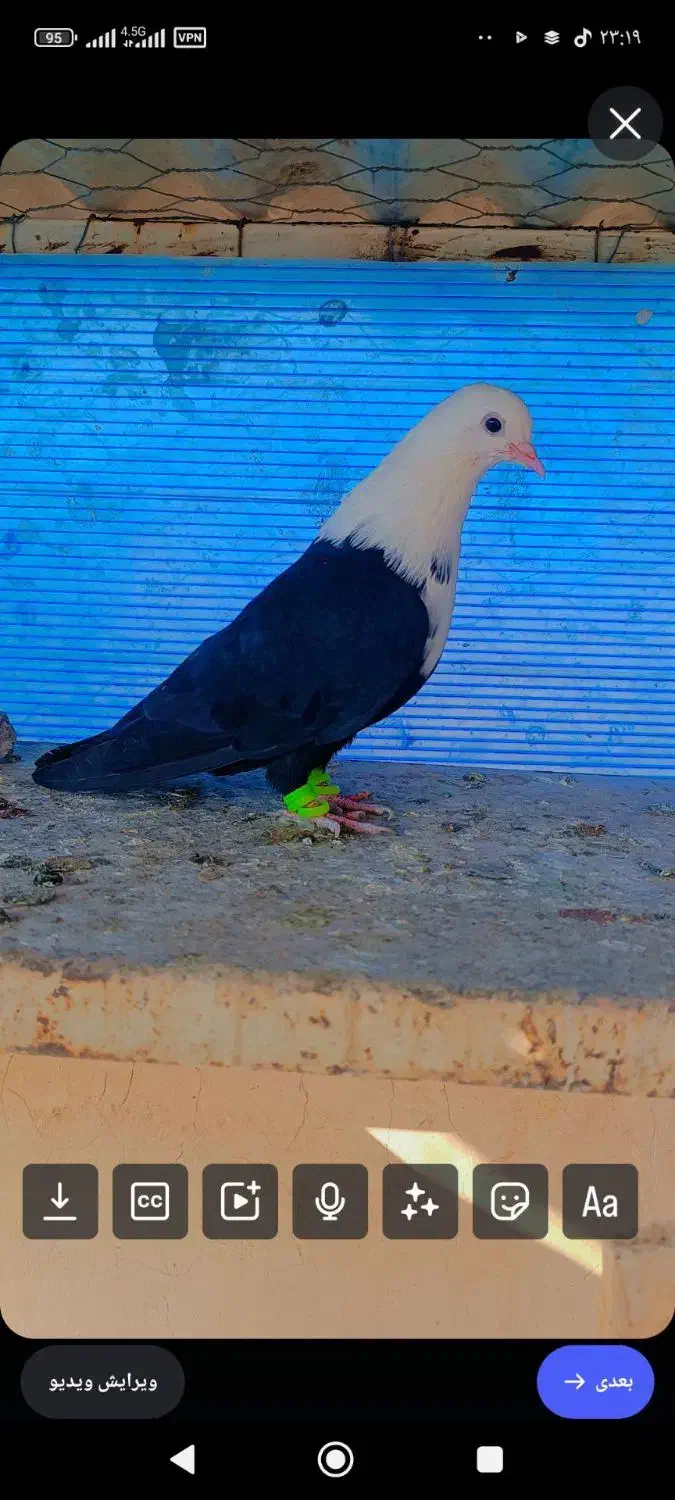 جوجه رنگی|پرنده|تربتحیدریه, کوی شهید احمدزاده ملکی|دیوار