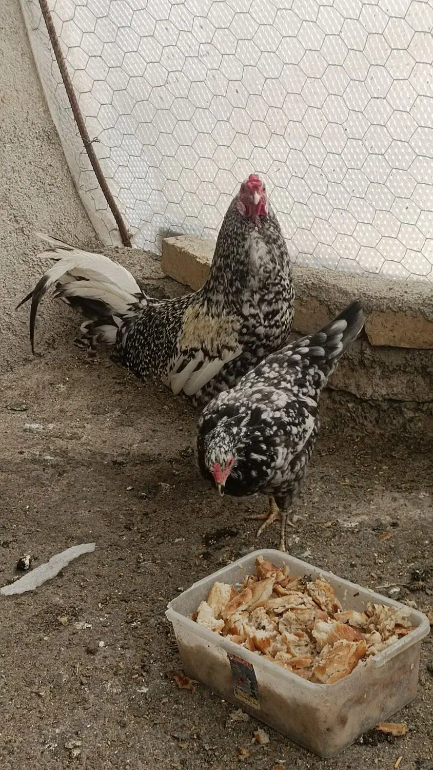 تخم مرغ نطفه دار گلین|حیوانات مزرعه|ری, شهرری|دیوار