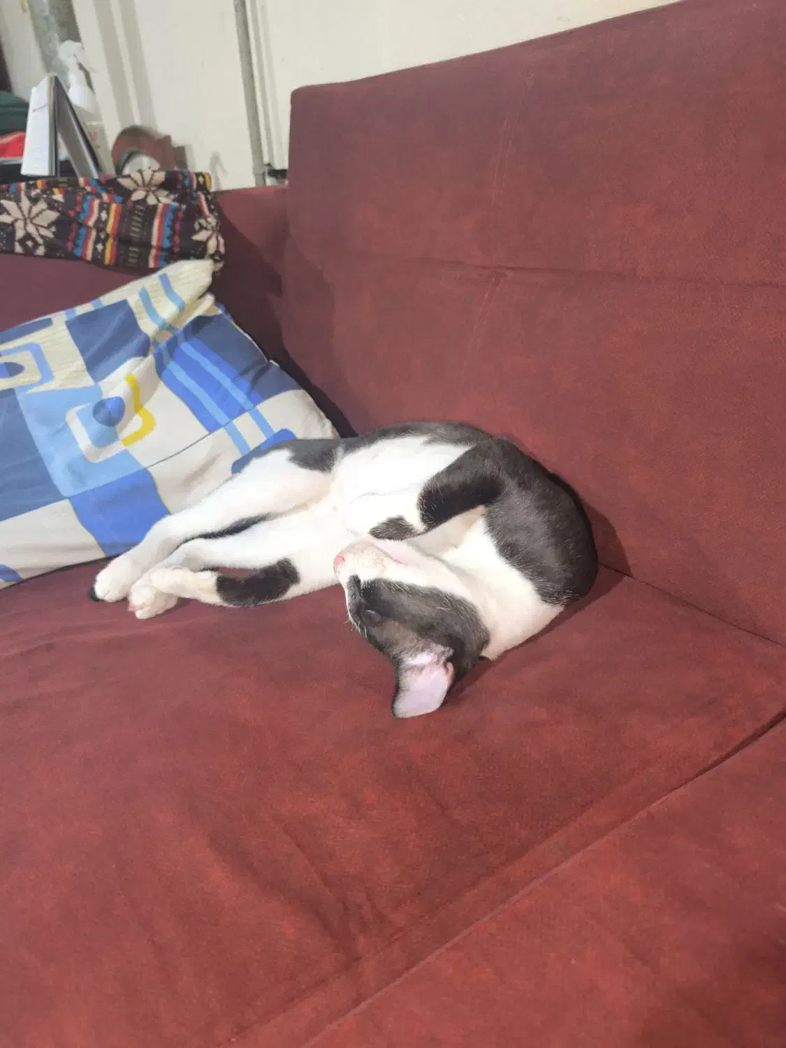 گربه تاکسی دو، با شناسنامه، واگذاری رایگان|گربه|نشتارود, |دیوار