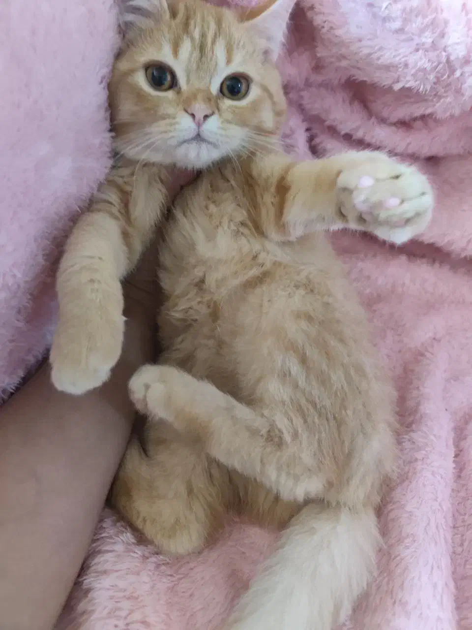 اسکاتیش|گربه|مشهد, سرافرازان|دیوار