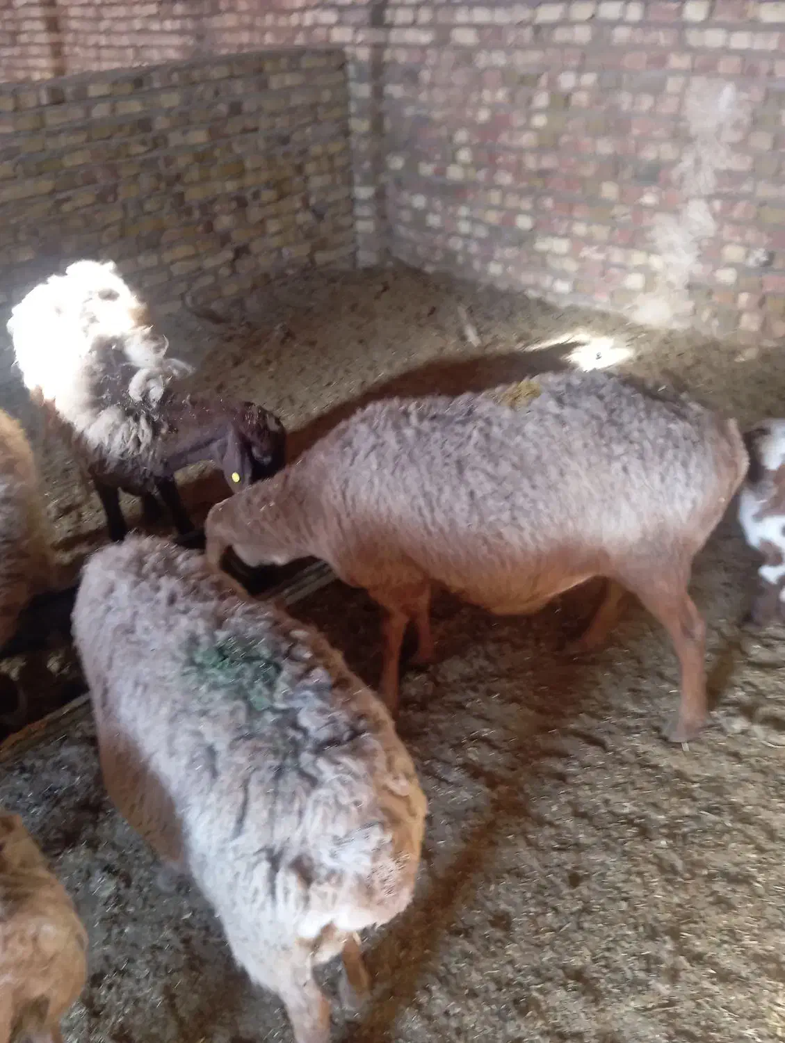 سه میش مغانی دوتاعربی66000000|حیوانات مزرعه|تربت جام, کلالی|دیوار