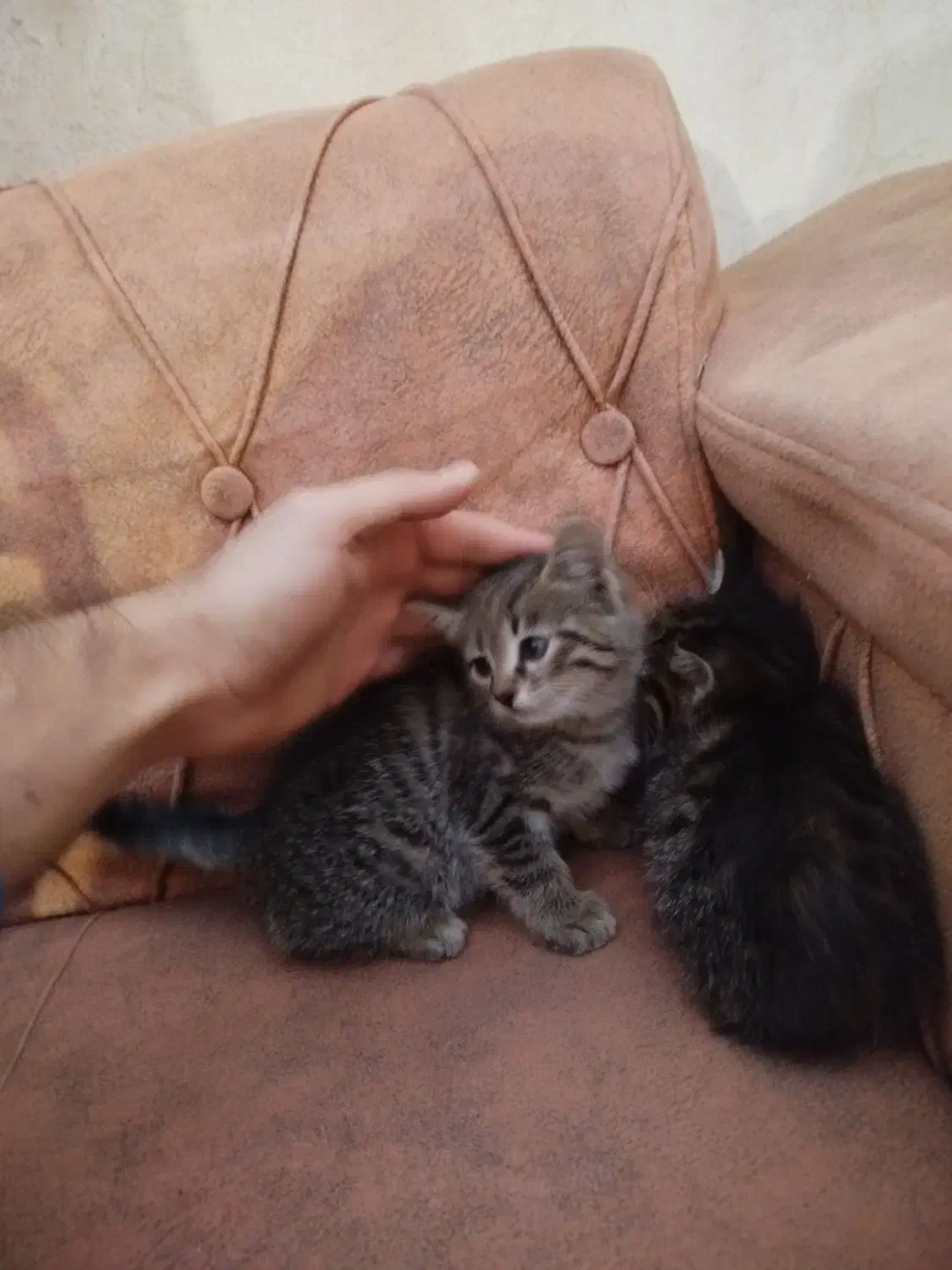 گربه واگذاری|گربه|مشگین شهر, |دیوار