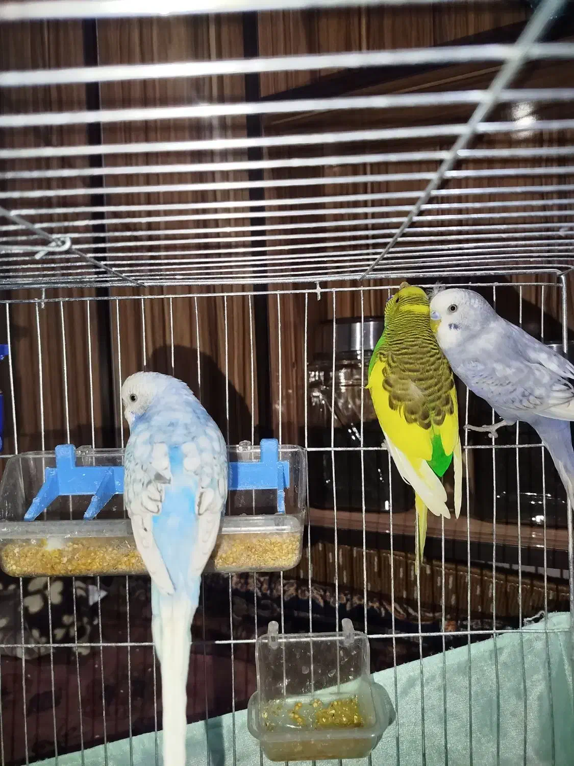 مرغ عشق رنگهای خاص|پرنده|صباشهر, |دیوار