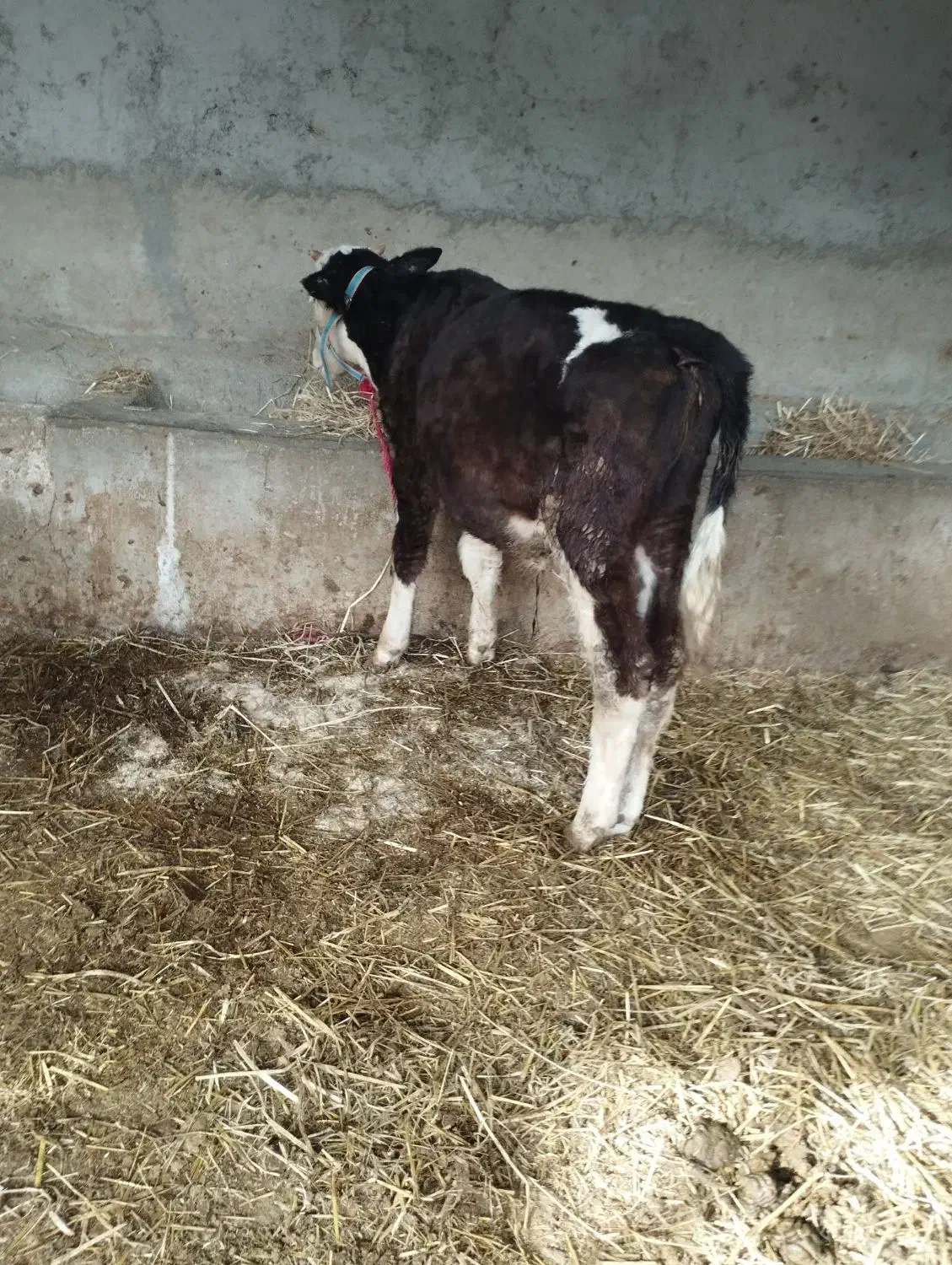 گوساله نر سیمینتال|حیوانات مزرعه|گنبد کاووس, |دیوار